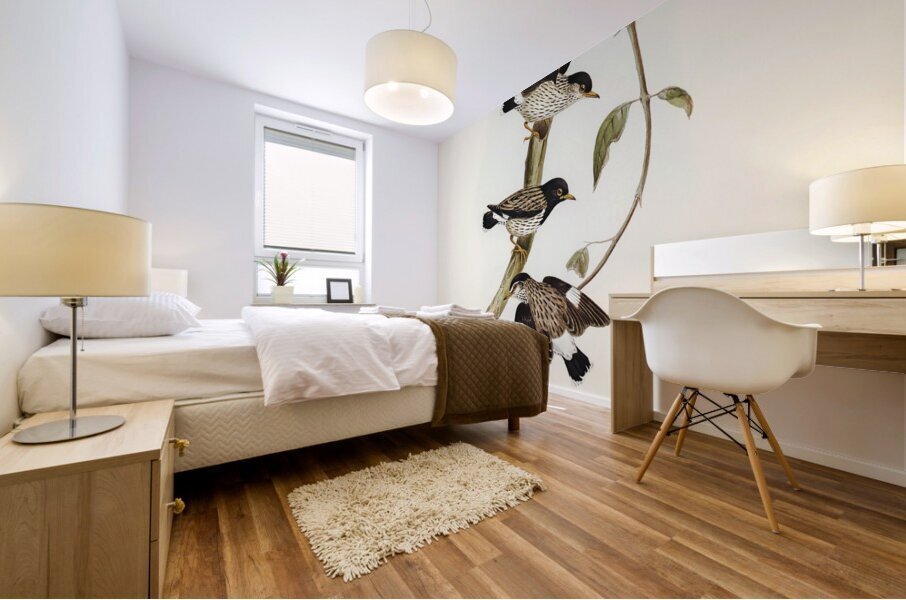 Striated Sittella Sittella striata illustrated by Elizabeth Gould 1804–1841 for John Gould’s 1804-1881 Birds of Australia  Mural print