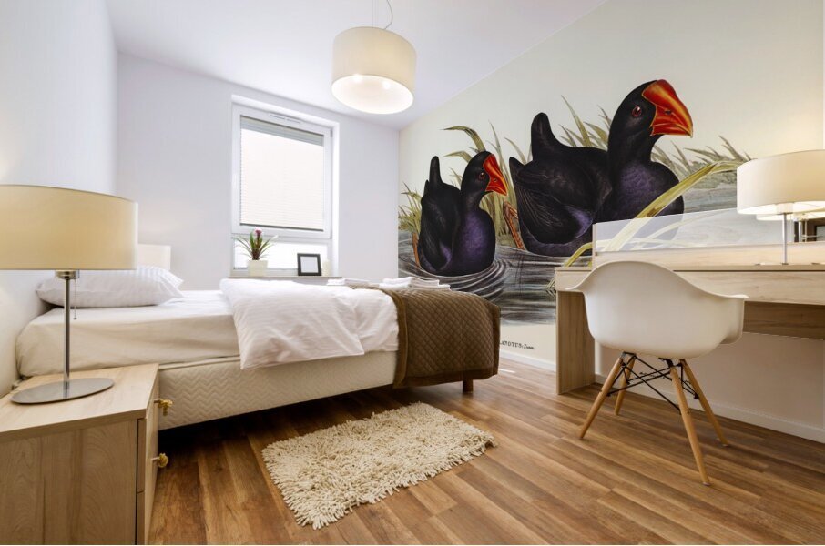 Variegated Shoveller Spatula Variegata illustrated by Elizabeth Gould 1804–1841 for John Gould’s 1804-1881 Birds of Australia  Mural print