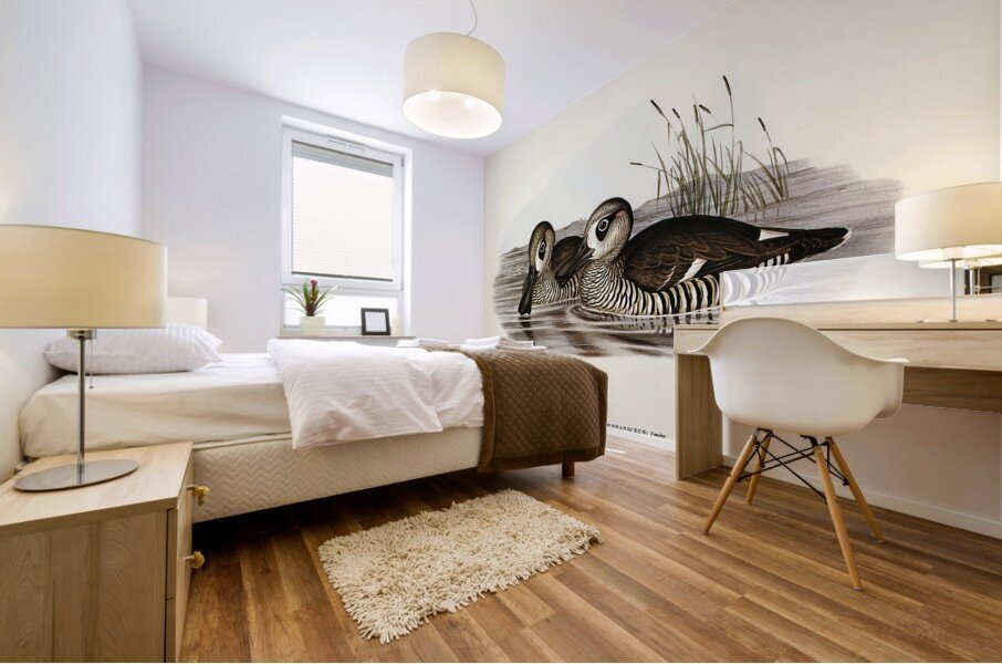 Membranaceous Duck Malacorhynchus membranaceus illustrated by Elizabeth Gould 1804–1841 for John Gould’s 1804-1881 Birds of Australia  Mural print