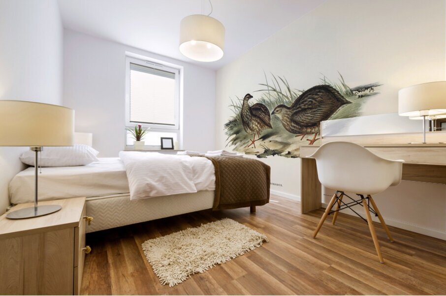 Sombre Partridge Synoicus sordidus illustrated by Elizabeth Gould 1804–1841 for John Gould’s 1804-1881 Birds of Australia  Mural print