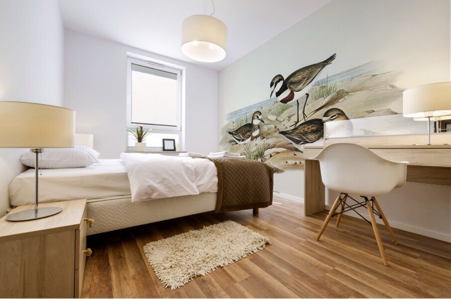 Double-banded Dottrel Hiaticula bicincta illustrated by Elizabeth Gould 1804–1841 for John Gould’s 1804-1881 Birds of Australia  Impression murale