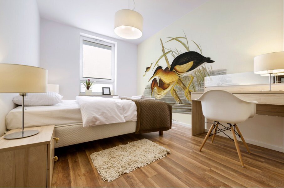 Minute Bittern Ardetta pusilla illustrated by Elizabeth Gould 1804–1841 for John Gould’s 1804-1881 Birds of Australia  Mural print