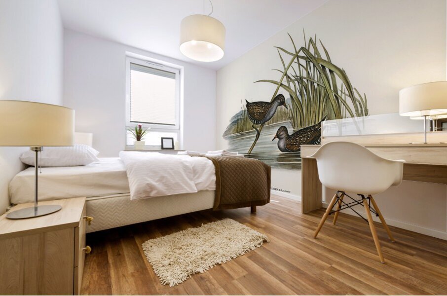 Spotted Water Crake Porzana fluminea illustrated by Elizabeth Gould 1804–1841 for John Gould’s 1804-1881 Birds of Australia  Impression murale