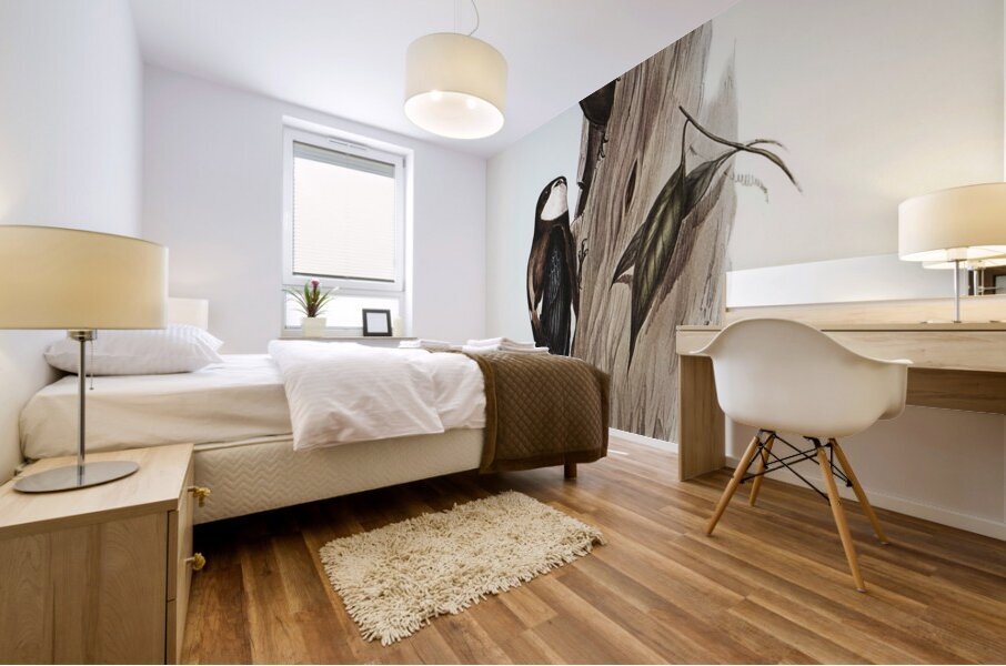 Australian Spine-tailed Swallow Acanthylis caudacuta illustrated by Elizabeth Gould 1804–1841 for John Gould’s 1804-1881 Birds of Australia  Mural print