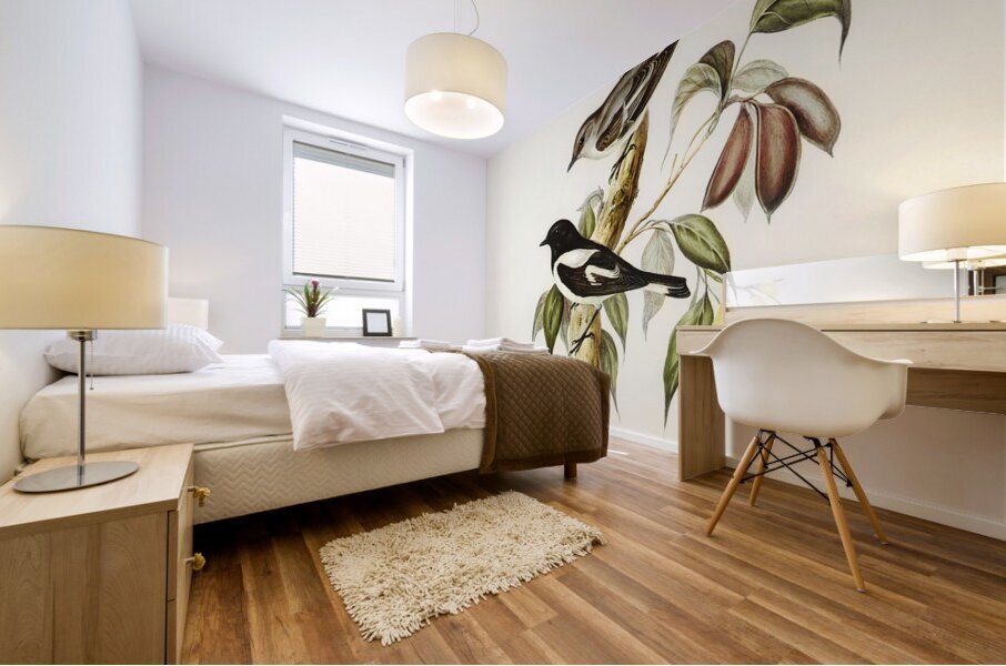 Pied Robin Petroica bicolor Swains illustrated by Elizabeth Gould 1804–1841 for John Gould’s 1804-1881 Birds of Australia  Mural print