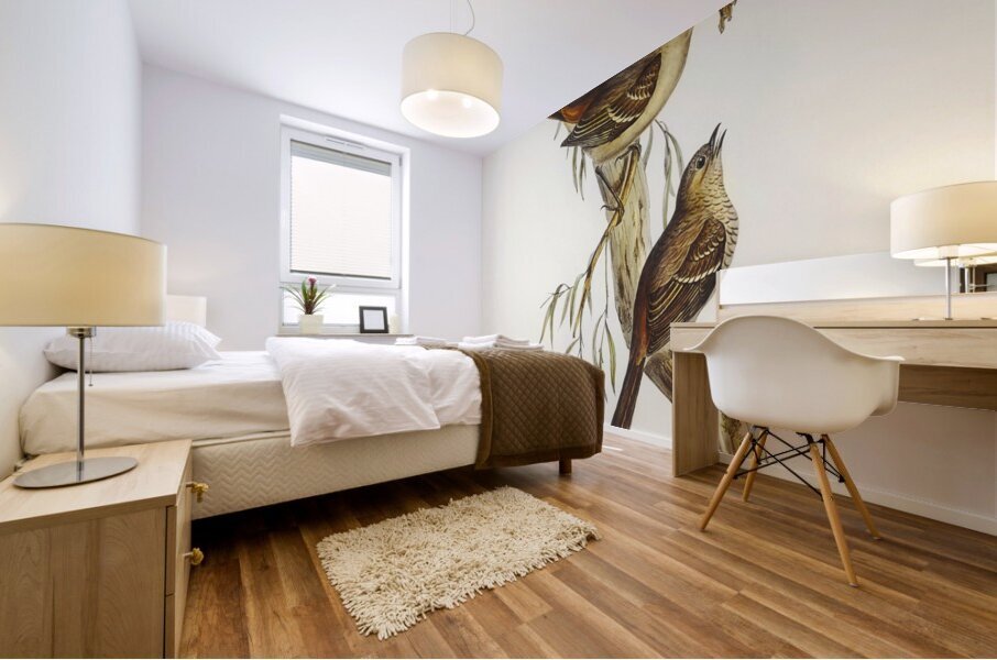 Scrub Robin Drymodes brunneopygia illustrated by Elizabeth Gould 1804–1841 for John Gould’s 1804-1881 Birds of Australia  Mural print