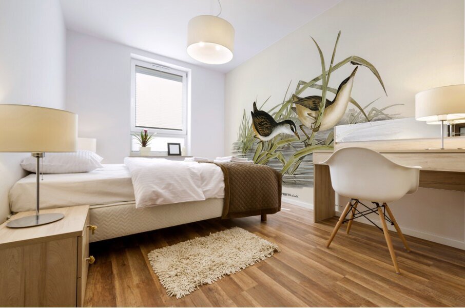 White-eyebrowed Water Crake Porzana leucophrys illustrated by Elizabeth Gould 1804–1841 for John Gould’s 1804-1881 Birds of Australia  Mural print