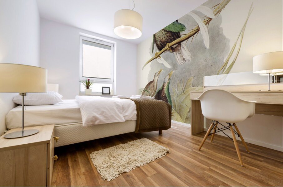 Standard-Wing Semioptera Wallacei illustrated by Elizabeth Gould 1804–1841 for John Gould’s 1804-1881 Birds of Australia  Mural print