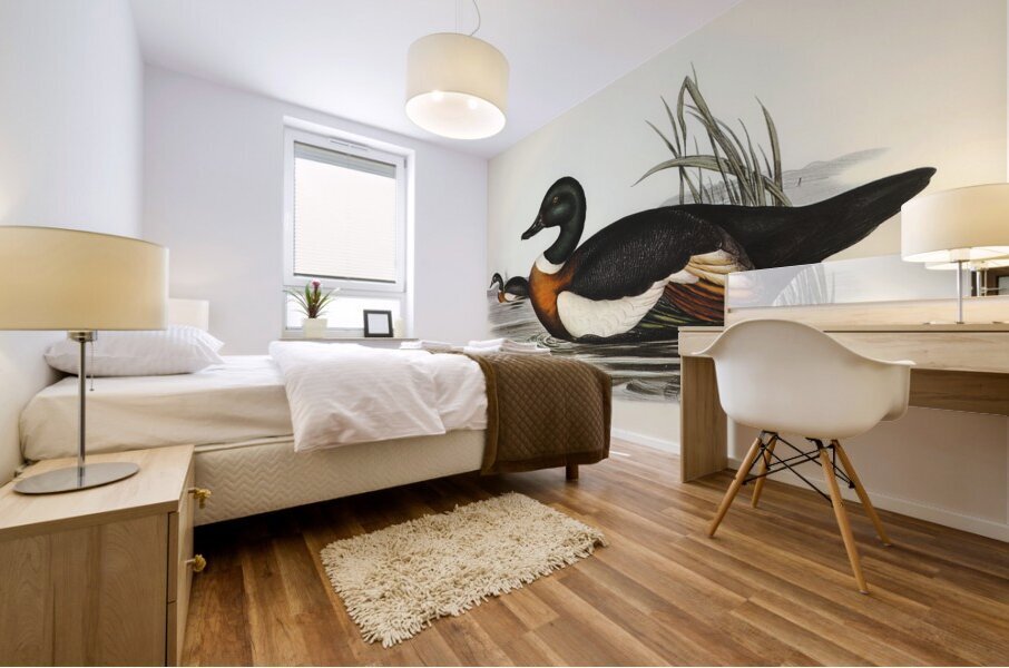 Chesnut-Coloured Shieldrake Casarca Tadornoides illustrated by Elizabeth Gould 1804–1841 for John Gould’s 1804-1881 Birds of Australia  Mural print