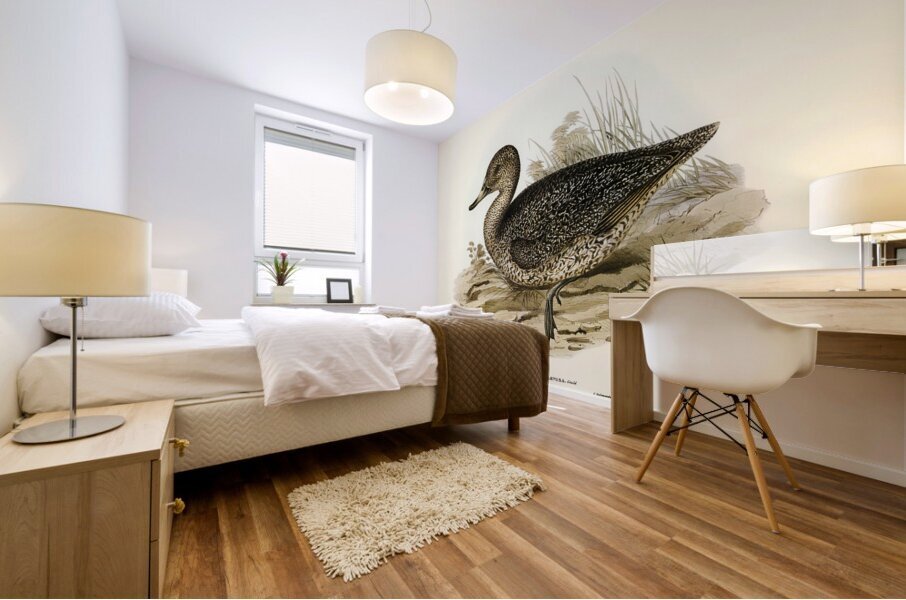 Freckled Duck Anus naevosa illustrated by Elizabeth Gould 1804–1841 for John Gould’s 1804-1881 Birds of Australia  Mural print