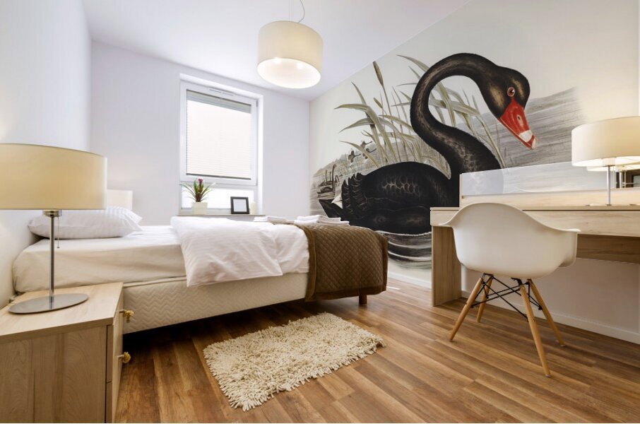 Black Swan Cygnus atratus illustrated by Elizabeth Gould 1804–1841 for John Gould’s 1804-1881 Birds of Australia  Mural print