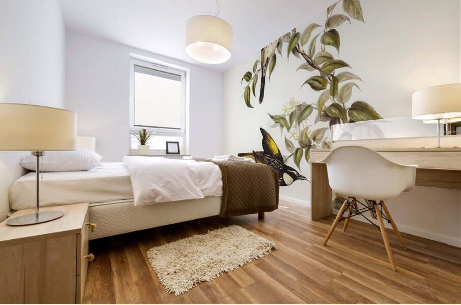 White-cheeked Honey-eater Meliphaga sericea illustrated by Elizabeth Gould 1804–1841 for John Gould’s 1804-1881 Birds of Australia  Mural print