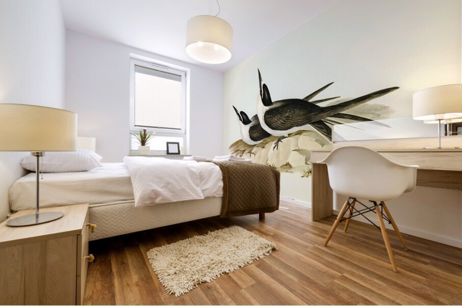 Panayan Tern Onychoprion Panaya illustrated by Elizabeth Gould 1804–1841 for John Gould’s 1804-1881 Birds of Australia  Mural print