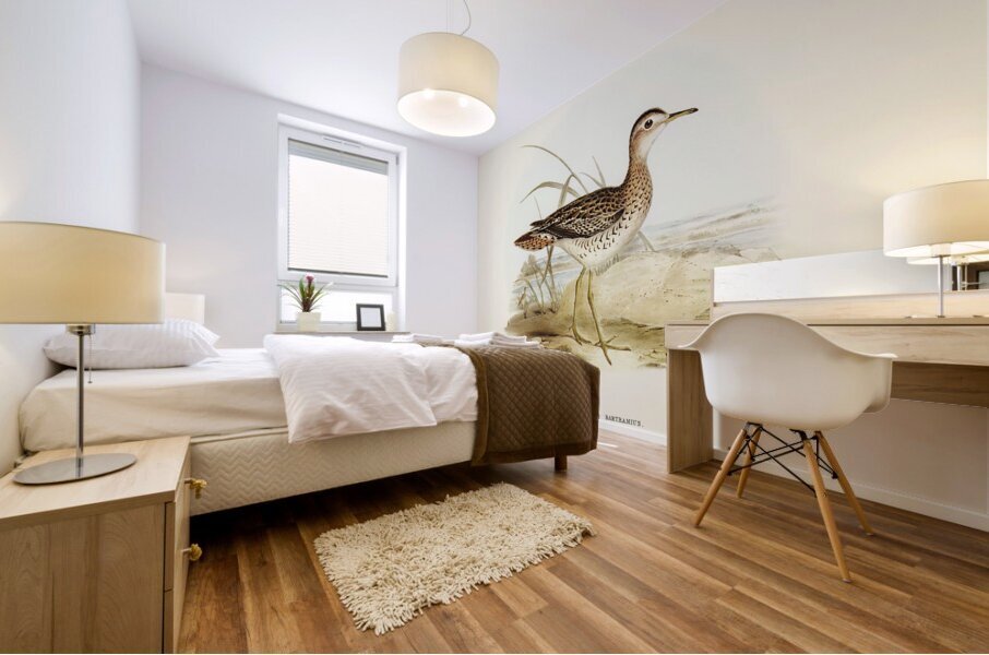 Bartrams Sandpiper Actiturus Bartramius illustrated by Elizabeth Gould 1804–1841 for John Gould’s 1804-1881 Birds of Australia  Mural print