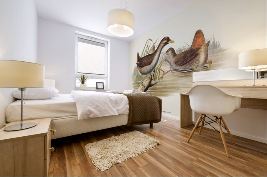 Rufous-vented Gallinule Gallinula ruficrissa illustrated by Elizabeth Gould 1804–1841 for John Gould’s 1804-1881 Birds of Australia  Mural print