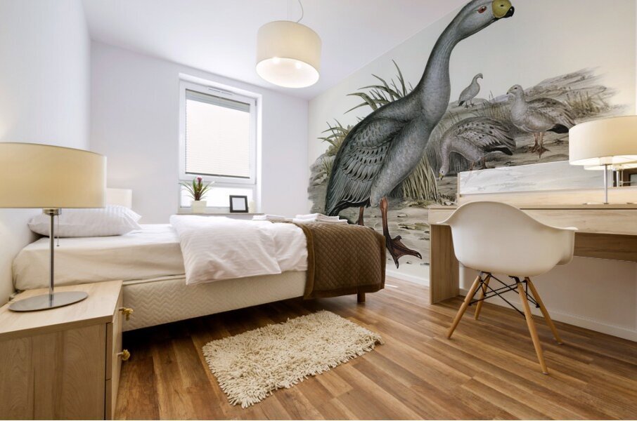 Cereopsis Goose Cereopsis Novae-Hollandiae illustrated by Elizabeth Gould 1804–1841 for John Gould’s 1804-1881 Birds of Australia  Mural print