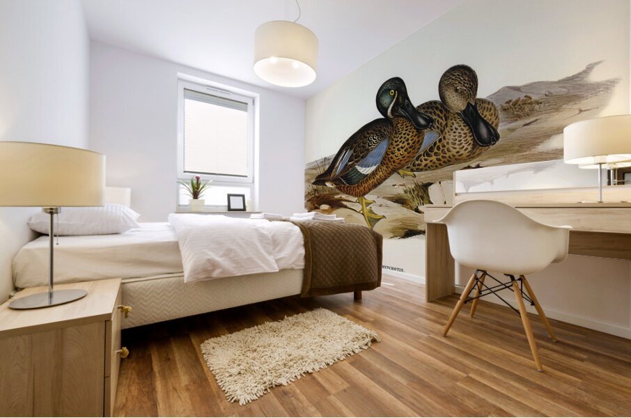 Australian Shoveller Spatula Rhynchotis illustrated by Elizabeth Gould 1804–1841 for John Gould’s 1804-1881 Birds of Australia  Mural print