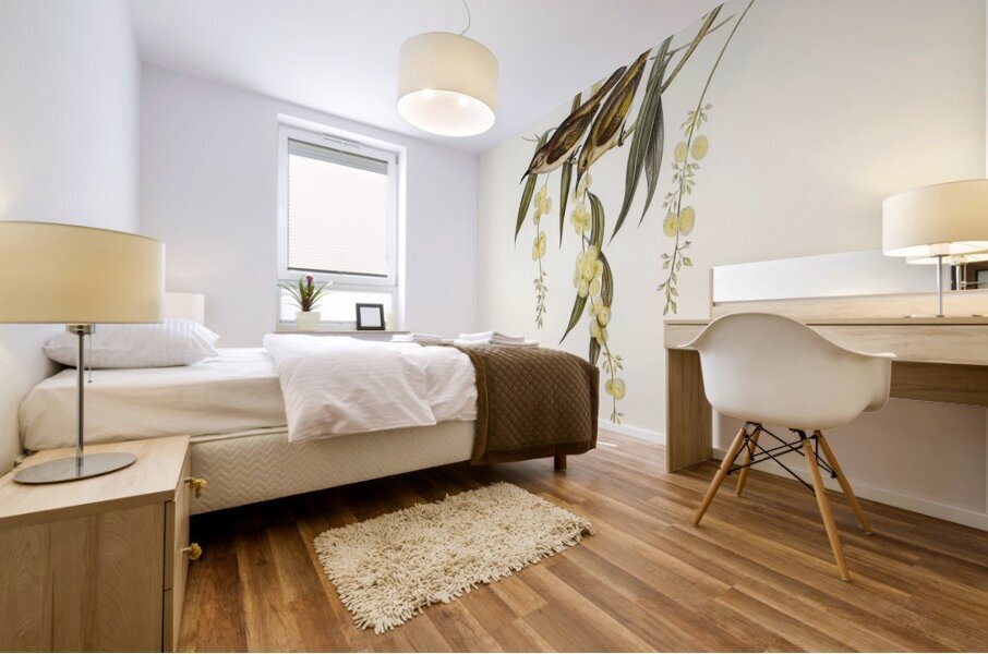 Brown Honey-eater Glyciphila ocularis illustrated by Elizabeth Gould 1804–1841 for John Gould’s 1804-1881 Birds of Australia  Mural print