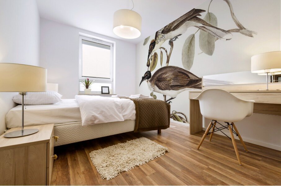 Friar Bird Tropidorhynchus corniculatus illustrated by Elizabeth Gould 1804–1841 for John Gould’s 1804-1881 Birds of Australia  Mural print