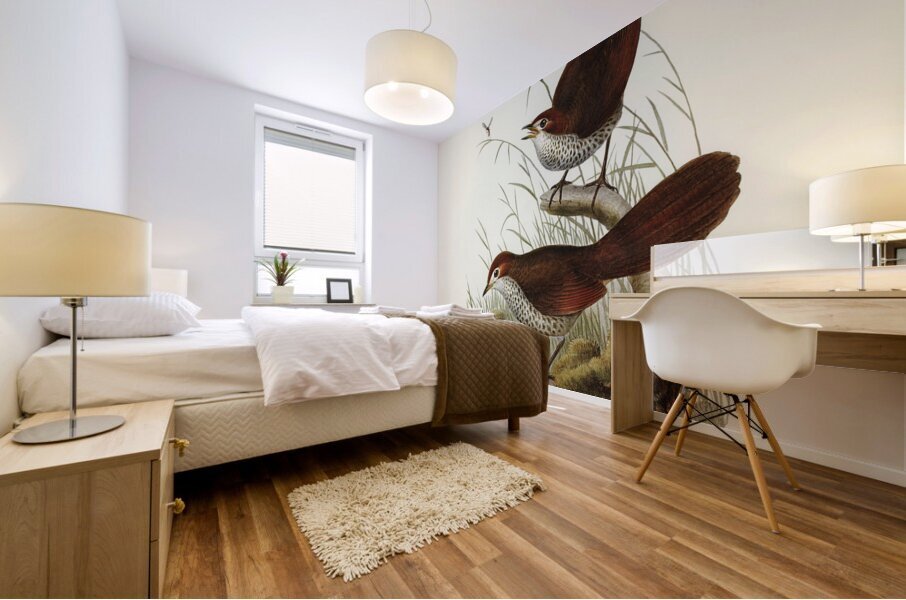 Rufous-headed Bristle-Bird Sphenura Broadbenti illustrated by Elizabeth Gould 1804–1841 for John Gould’s 1804-1881 Birds of Australia  Mural print