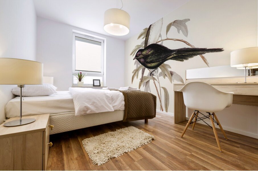 Shining starling Aplonis metallica illustrated by Elizabeth Gould 1804–1841 for John Gould’s 1804-1881 Birds of Australia  Mural print