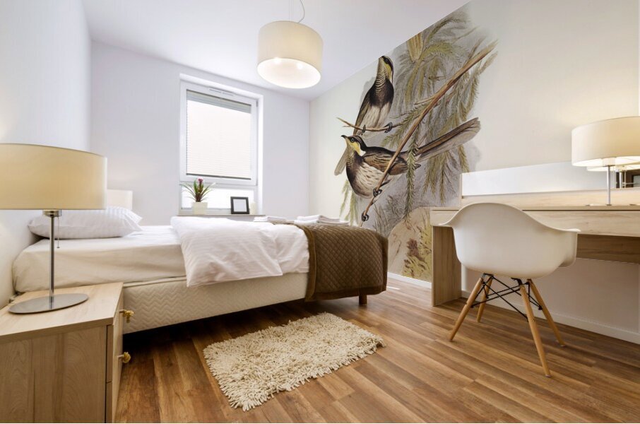 Fasciated Honey-eater Ptilotis fasciogularis illustrated by Elizabeth Gould 1804–1841 for John Gould’s 1804-1881 Birds of Australia  Mural print