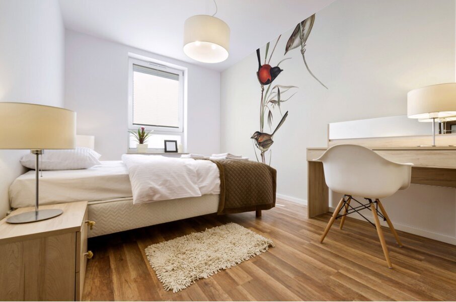 Black-headed Wren Malurus melanocephalus illustrated by Elizabeth Gould 1804–1841 for John Gould’s 1804-1881 Birds of Australia  Mural print