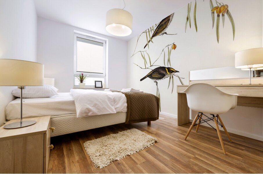 Graceful Honey-eater Ptilotis ornatus illustrated by Elizabeth Gould 1804–1841 for John Gould’s 1804-1881 Birds of Australia  Mural print