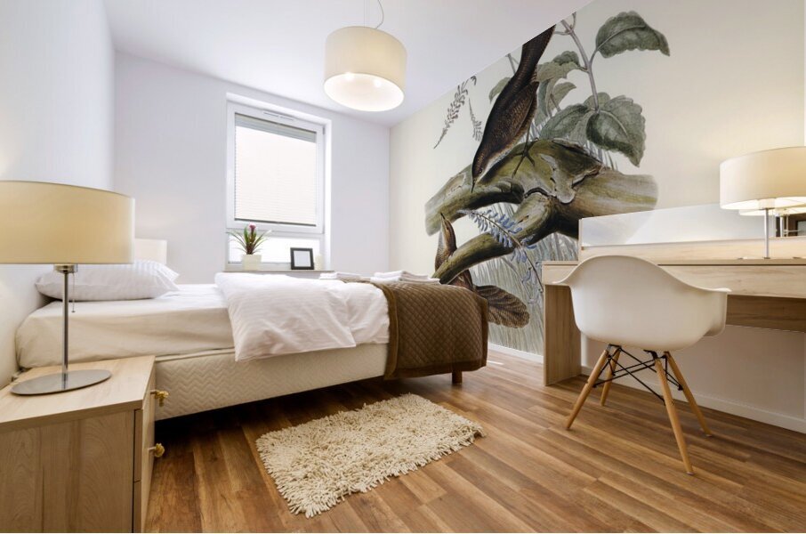 Rufescent Scrub-Bird Atrichia rufescens illustrated by Elizabeth Gould 1804–1841 for John Gould’s 1804-1881 Birds of Australia  Mural print