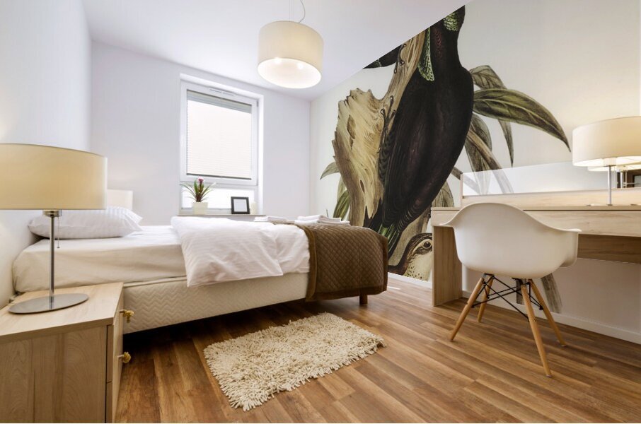 Rifle Bird Ptiloris paradiseus illustrated by Elizabeth Gould 1804–1841 for John Gould’s 1804-1881 Birds of Australia  Mural print