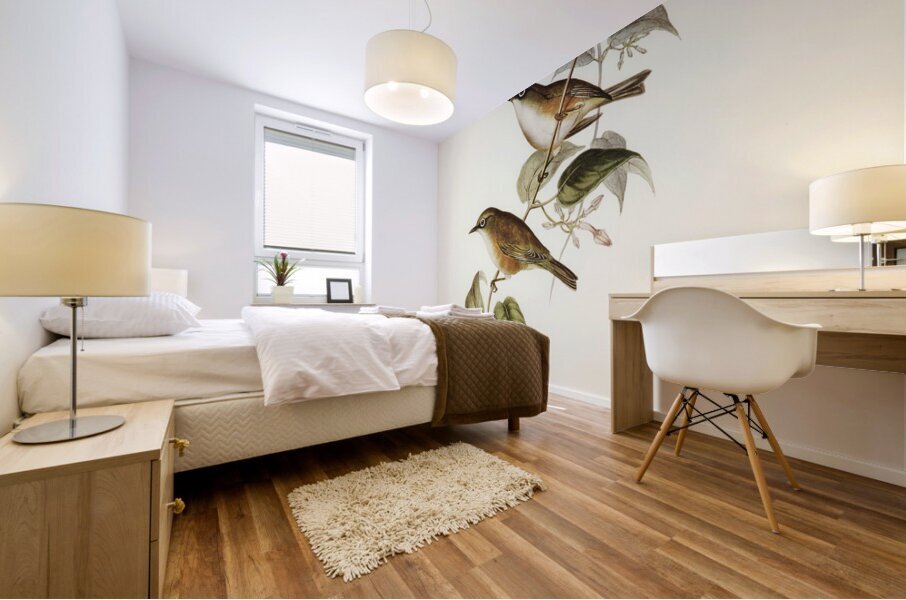 White-breasted Zosterops Zosterops albogularis illustrated by Elizabeth Gould 1804–1841 for John Gould’s 1804-1881 Birds of Australia  Mural print