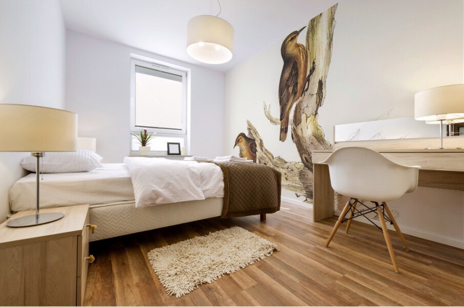 Rufous Tree-Creeper Climacteris rufa illustrated by Elizabeth Gould 1804–1841 for John Gould’s 1804-1881 Birds of Australia  Mural print