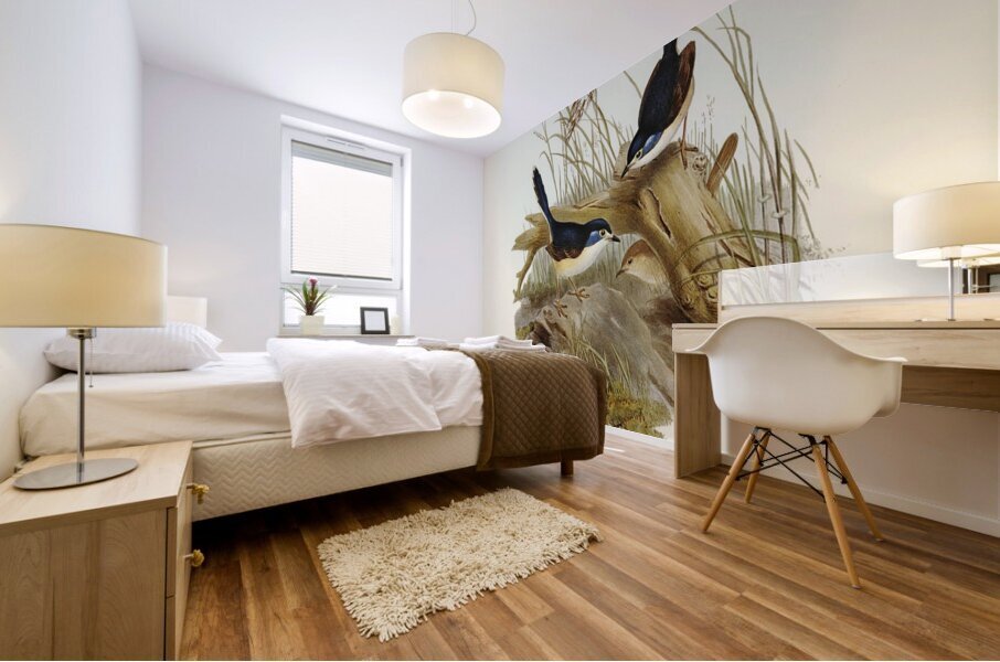 Fawn-breasted Superb Warbler Malurus hypoleucus illustrated by Elizabeth Gould 1804–1841 for John Gould’s 1804-1881 Birds of Australia  Mural print