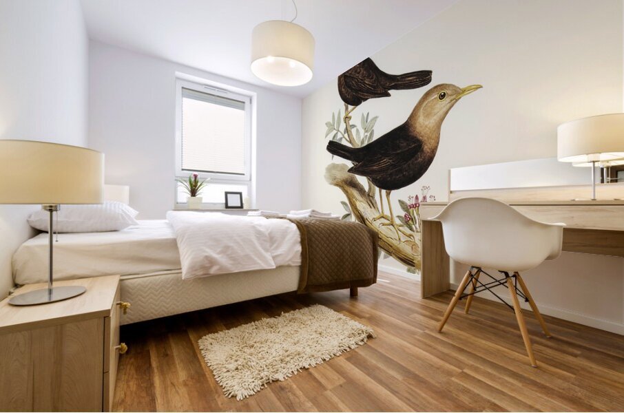 Grey-headed Blackbird Merula poliocephala illustrated by Elizabeth Gould 1804–1841 for John Gould’s 1804-1881 Birds of Australia  Mural print