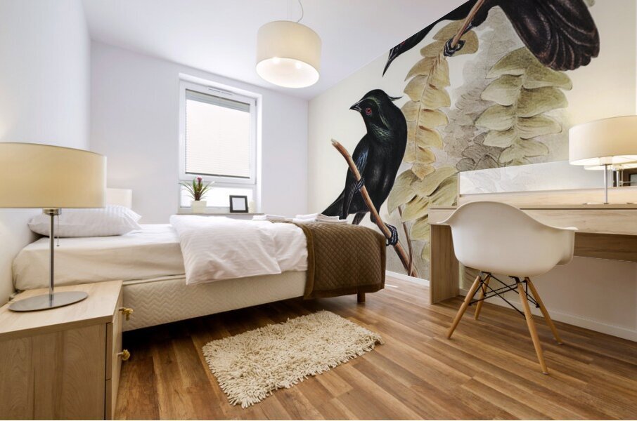 Keraudrens Crow-Shrike Manucodia Keraudreni illustrated by Elizabeth Gould 1804–1841 for John Gould’s 1804-1881 Birds of Australia  Mural print