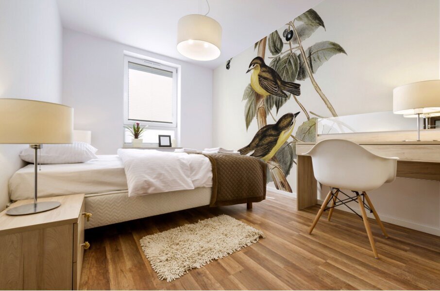 Large-headed Robin Eopsaltria capito illustrated by Elizabeth Gould 1804–1841 for John Gould’s 1804-1881 Birds of Australia  Mural print