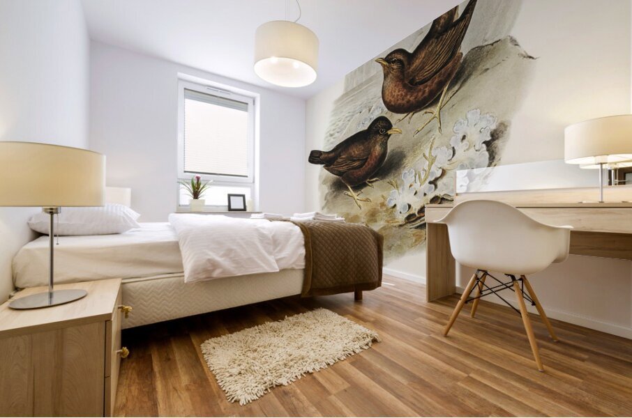 Vinous-tinted Blackbird Merula vinitincta illustrated by Elizabeth Gould 1804–1841 for John Gould’s 1804-1881 Birds of Australia  Mural print