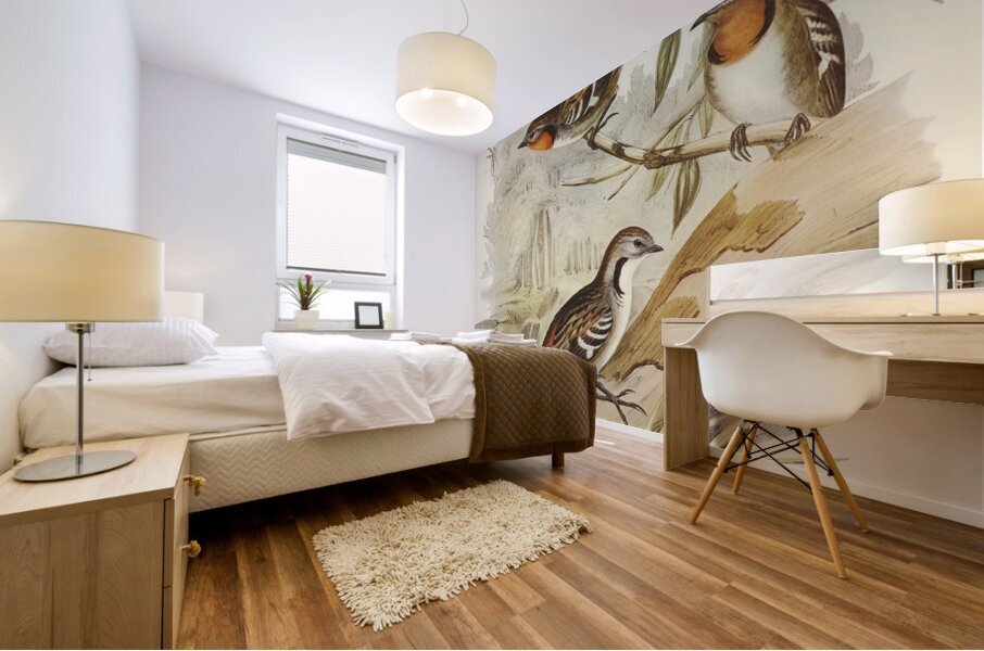 Spine-tailed Orthonyx Orthonyx spinicaudus illustrated by Elizabeth Gould 1804–1841 for John Gould’s 1804-1881 Birds of Australia  Mural print