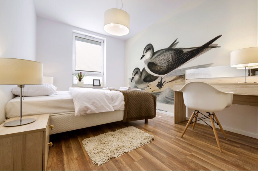 Soft-plumaged Petrel Procellaria mollis illustrated by Elizabeth Gould 1804–1841 for John Gould’s 1804-1881 Birds of Australia  Mural print