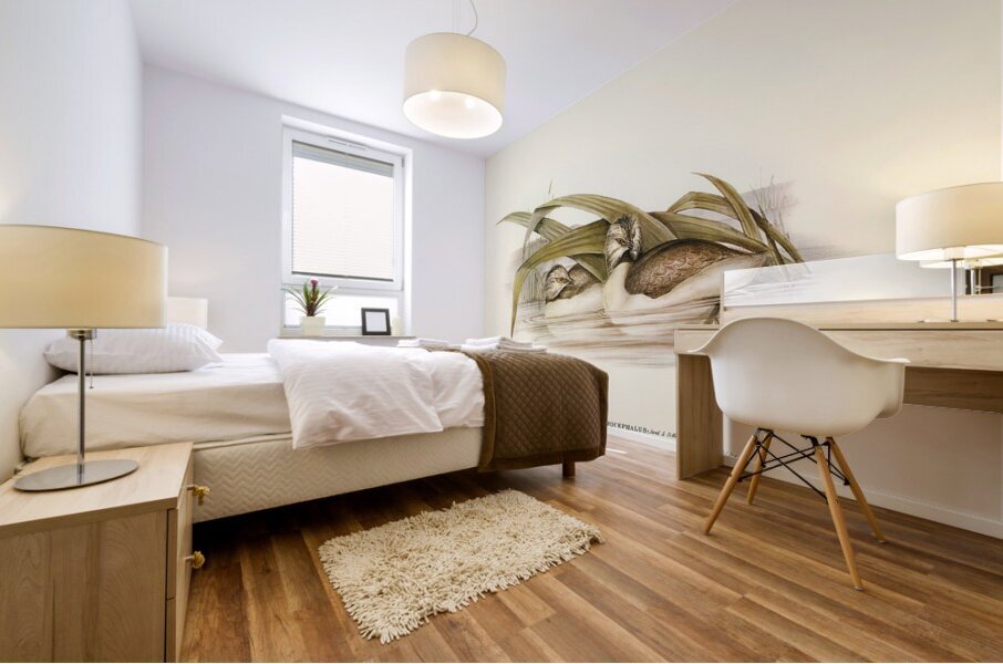 Hoary-headed Grebe Podiceps poliocephalus illustrated by Elizabeth Gould 1804–1841 for John Gould’s 1804-1881 Birds of Australia  Mural print