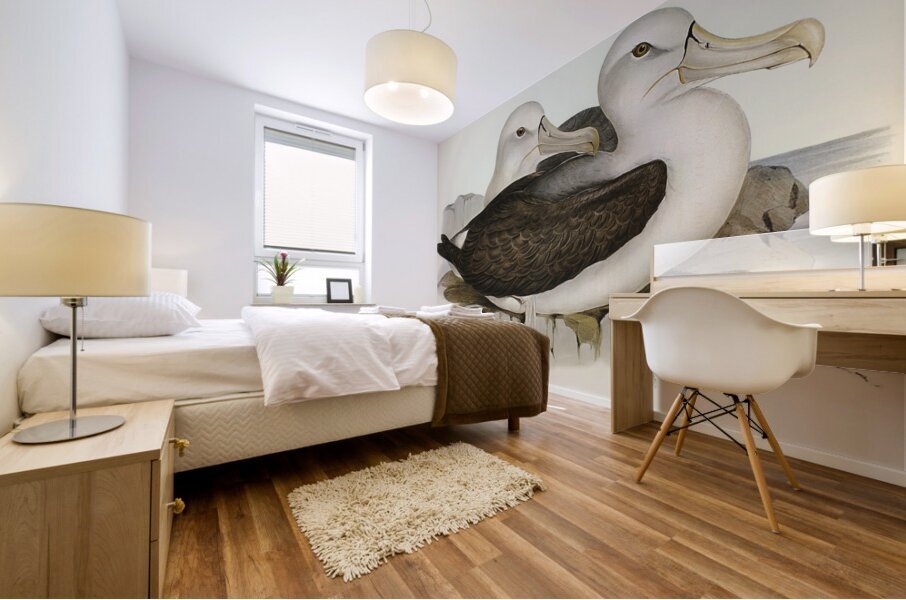 Cautious Albatros Diomedea cauta illustrated by Elizabeth Gould 1804–1841 for John Gould’s 1804-1881 Birds of Australia  Mural print