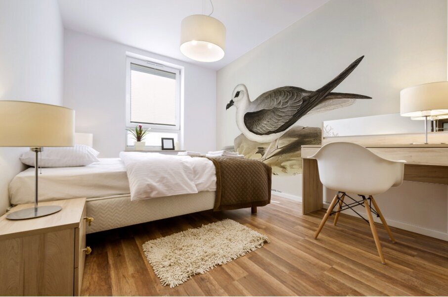 White-headed Petrel Procellaria Lessonii illustrated by Elizabeth Gould 1804–1841 for John Gould’s 1804-1881 Birds of Australia  Mural print