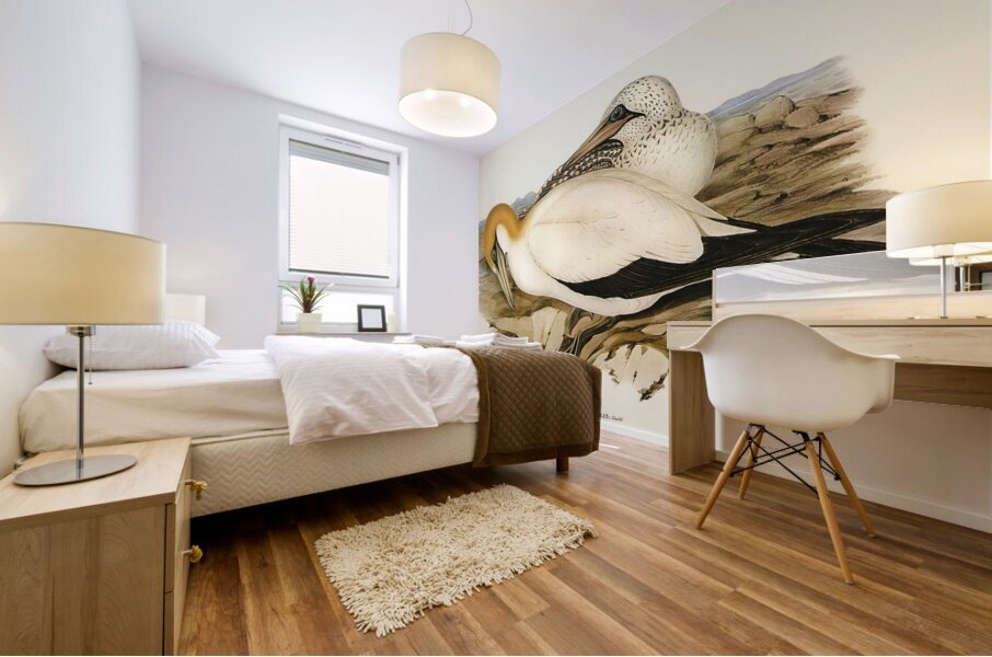 Australian Gannet Sula Australis illustrated by Elizabeth Gould 1804–1841 for John Gould’s 1804-1881 Birds of Australia  Mural print