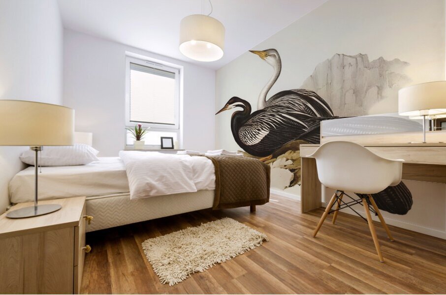 New Holland Darter Plotus Novae-Hollandiae illustrated by Elizabeth Gould 1804–1841 for John Gould’s 1804-1881 Birds of Australia  Mural print