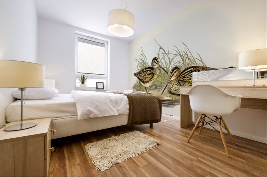 New Holland Snipe Scolopax Australis illustrated by Elizabeth Gould 1804–1841 for John Gould’s 1804-1881 Birds of Australia  Mural print