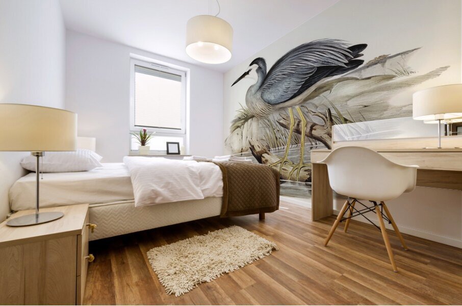 White-fronted Heron Ardea Novae-Hollandiae illustrated by Elizabeth Gould 1804–1841 for John Gould’s 1804-1881 Birds of Australia  Mural print