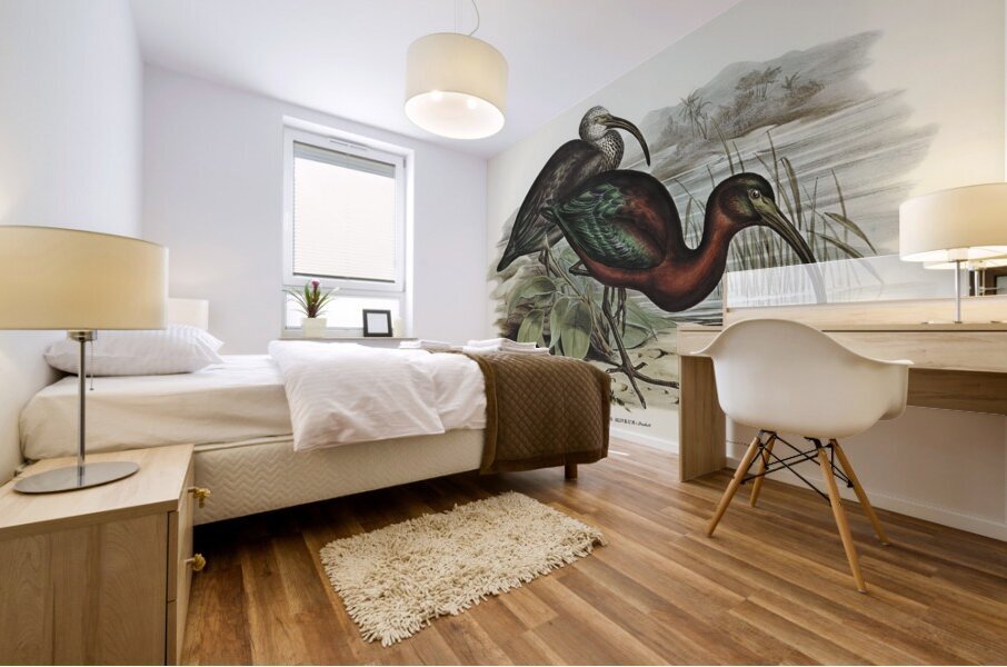 Glossy Ibis Falcinellus igneus illustrated by Elizabeth Gould 1804–1841 for John Gould’s 1804-1881 Birds of Australia  Mural print