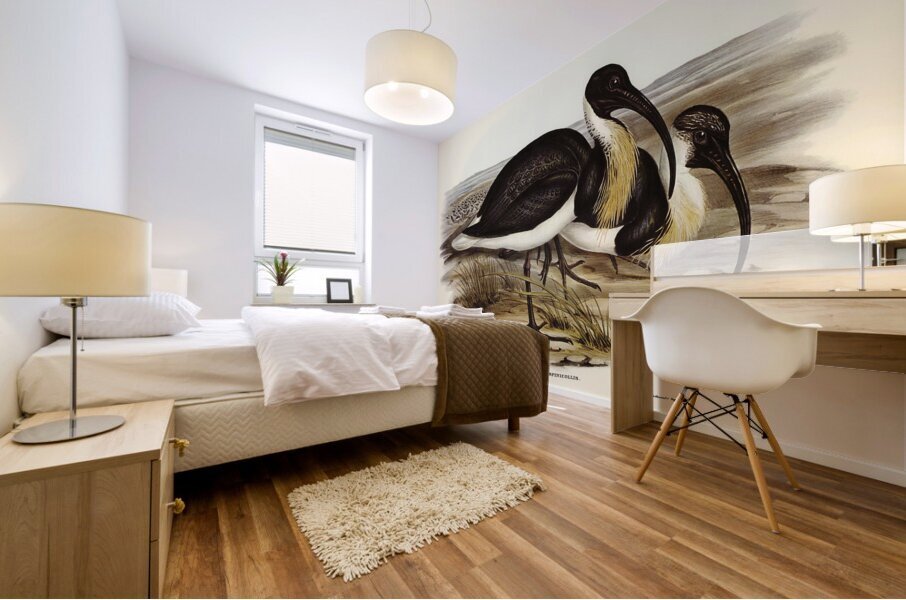 Straw-necked Ibis Geronticus spinicollis illustrated by Elizabeth Gould 1804–1841 for John Gould’s 1804-1881 Birds of Australia  Mural print