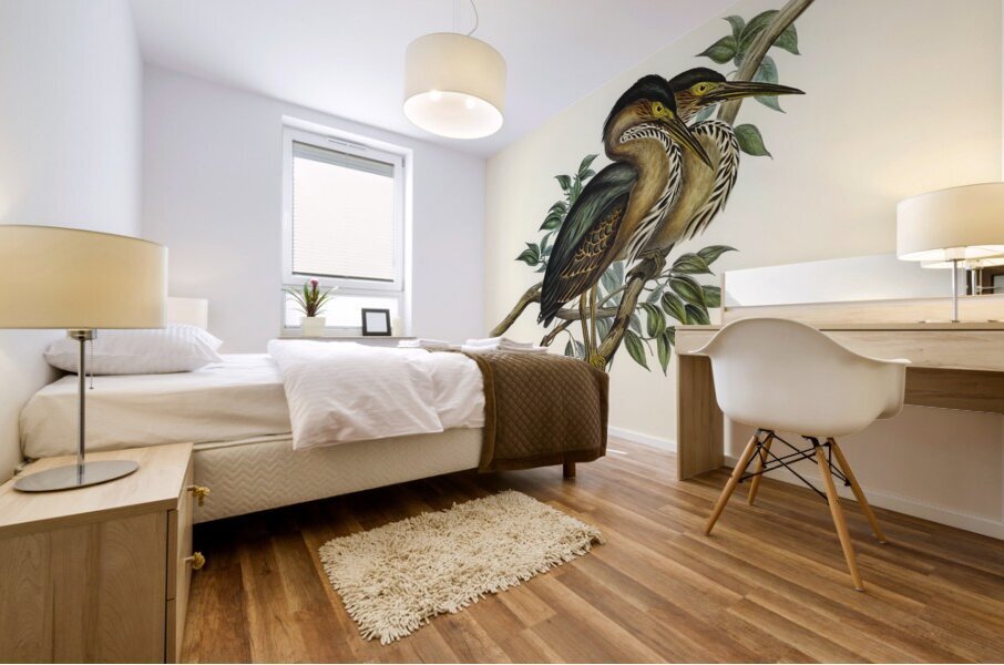 Thick-billed Green Bittern Ardetta macrorhyncha illustrated by Elizabeth Gould 1804–1841 for John Gould’s 1804-1881 Birds of Australia  Mural print