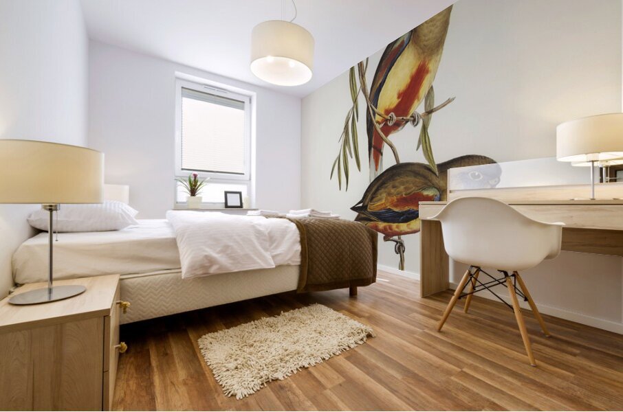 Crimson-bellied Parakeet Psephotus haematogaster illustrated by Elizabeth Gould 1804–1841 for John Gould’s 1804-1881 Birds of Australia  Mural print